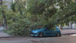 На Крымской крупное дерево раздавило автомобиль «Пежо»