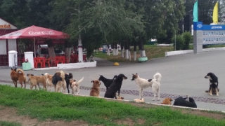 � ������ ������� ����� ����� �������� �������� � ��� �������