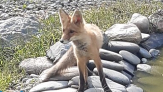 В Балакове сбежавшая из зоопарка лиса проникла на территорию детсада