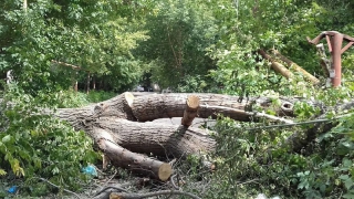Во дворах возле «Оранжевого» больше недели валяются упавшие деревья