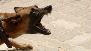 Жители микрорайона Авиатор пожаловались на стаи агрессивных собак