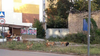 Жителей саратовского поселка терроризируют стаи бродячих собак и зоозащитники