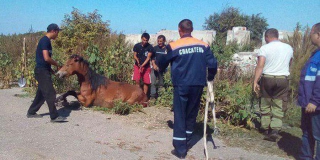 Спасатели вытащили лошадь из колодца в Аткарском районе