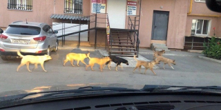 Дело об массовом убийстве собак в Саратове. Зоозащитники обратятся к Радаеву и Путину