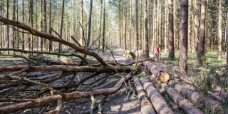 Саратовцам разрешили бесплатно собирать валежник Саратовцам разрешили бесплатно собирать валежник