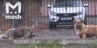 ������ �������� ������ �� ������ ������� � ������������ ������� ��������� ��������