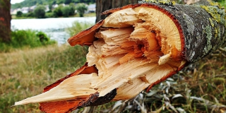В Ртищевском районе сельчанина раздавило упавшее дерево