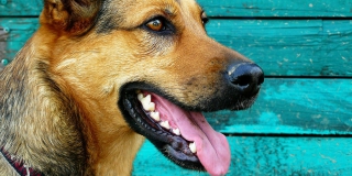 В Саратове собака напугала прохожих человеческой головой в зубах  