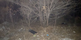 Собака нашла голову человека в Заводском. СУ СК выясняет личность мужчины