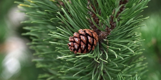 В выходные в Саратове откроются елочные базары В выходные в Саратове откроются елочные базары