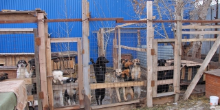Замглавы Саратова пообещал не бросать на произвол судьбы 150 собак из «Дорстроя»