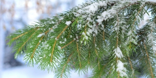 Последний день 2019 года будет в Саратовской области снежным и ветреным