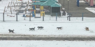 Стая бездомных собак бегает около детского сада в Юбилейном