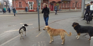 Свора диких собак оккупировала Главпочтамт на Московской