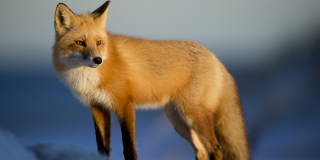 ����������� ������� ������� � ����� ������� �� ����������� ����������