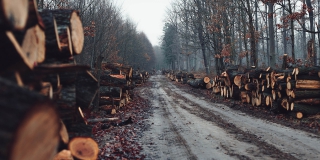 Лесничий попался на взятке за укрывательство незаконной вырубки деревьев Лесничий попался на взятке за укрывательство незаконной вырубки деревьев