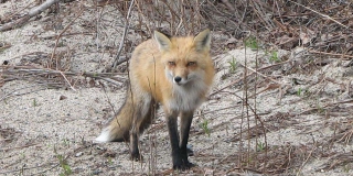 В Заводском районе изловили более 20 животных из-за зараженной лисы