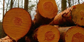 Лесничего оштрафовали на 2 млн рублей за вымогательство взятки Лесничего оштрафовали на 2 млн рублей за вымогательство взятки