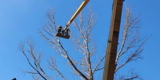 Спасатели убрали опасное для пешеходов дерево на Рахова