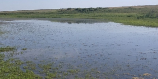 Жители поселка под Ершовом бьют тревогу: пруд пересыхает, воды нет