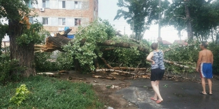 В Балакове во время шторма упали около 30 деревьев, повреждены 10 машин