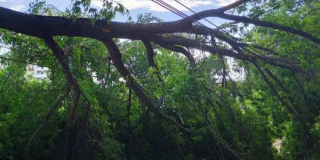 Саратовцев предупредили о падении деревьев из-за сильного ветра Саратовцев предупредили о падении деревьев из-за сильного ветра
