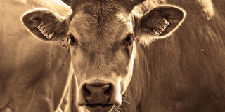 Гибель кошки, собаки и коровы привела к карантину в трех селах Гибель кошки, собаки и коровы привела к карантину в трех селах