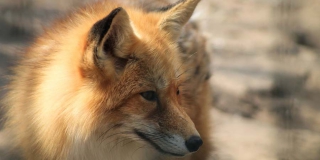 Смерть лисы привела к карантину в СНТ «Южный» Смерть лисы привела к карантину в СНТ «Южный»