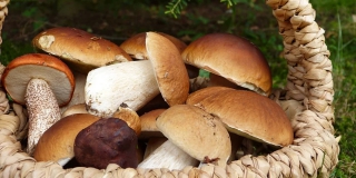 Пенсионерка собирала грибы и потерялась на «пристанских островах»
