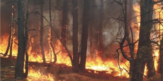 В Аткарском районе горело 7 гектаров соснового леса