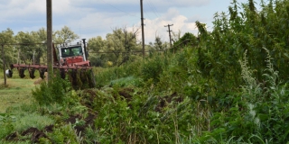 В Саратовской области уничтожили 112 гектаров конопляных угодий