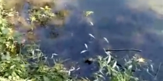Прокуратура области проверит массовую гибель рыбы в реке Аткара