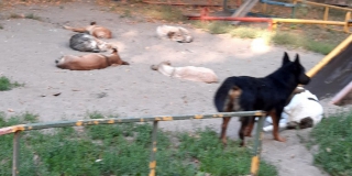 Очевидец: Стая собак облюбовала детскую площадку на Южной и кидается на людей
