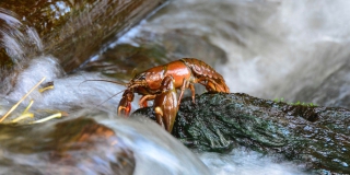 Саратовцам разрешили ловить не больше 50 раков в день Саратовцам разрешили ловить не больше 50 раков в день