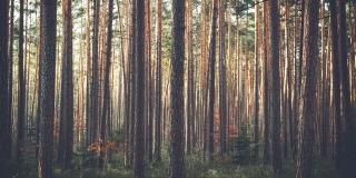 В Саратовской области высадят более 21 тысячи деревьев В Саратовской области высадят более 21 тысячи деревьев