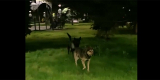 На площади Кирова заметили стаю агрессивных собак