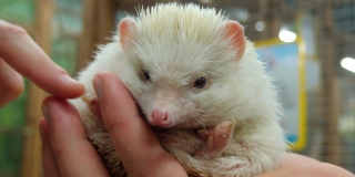 В Саратове прокуратура выявила множество нарушений в частном зоопарке В Саратове прокуратура выявила множество нарушений в частном зоопарке