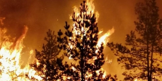 В Екатериновском районе объявили режим ЧС из-за лесного пожара