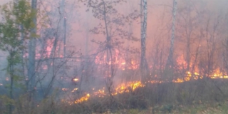 В Саратовской области горели леса на площади свыше 300 гектаров