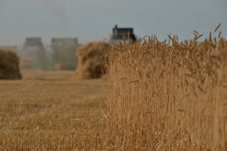 В Саратовской области намолотили 5 млн тонн зерна
