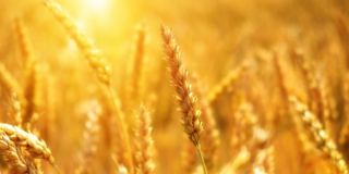 В Саратовской области пресекли вывоз 191 тонны зерна в Казахстан В Саратовской области пресекли вывоз 191 тонны зерна в Казахстан