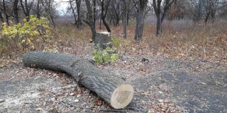 Депутат заявил о бесконтрольной вырубке деревьев в ЗАТО Светлый