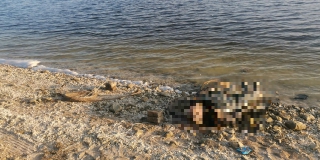 � ������� ����� ����� �� ������ ���� �� �������� 