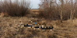 Жители Балаковского района при сборе валежника нашли труп неизвестного