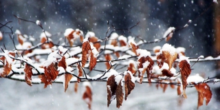 После теплых выходных в Саратовскую область придут морозы и снегопады