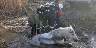 В Саратове спасатели помогли лошади выбраться из реки
