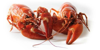 В Саратовской области на полгода запретят ловить раков В Саратовской области на полгода запретят ловить раков