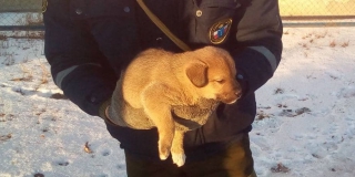 В Аткарске спасатели вызволили из колодца щенка