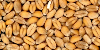 В Саратовской области собранный объем зерна в 9 раз перекрыл продовольственную потребность