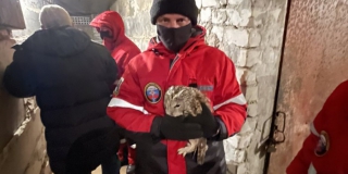 В Ленинском районе потребовалась помощь спасателей из-за агрессивной совы
